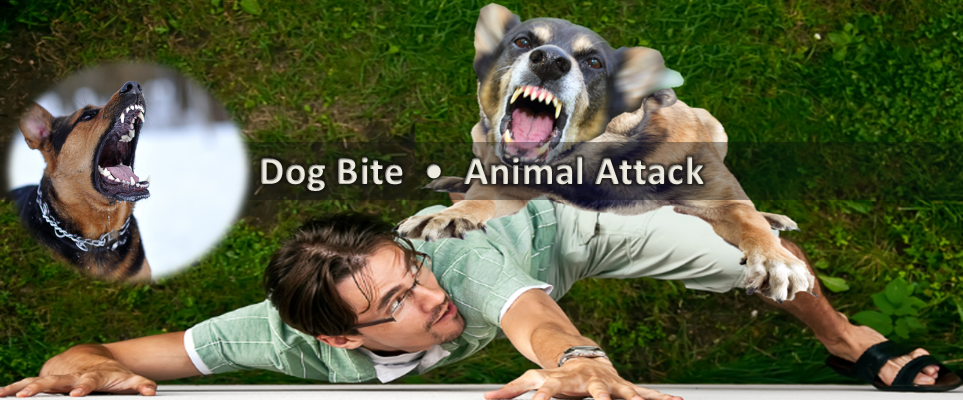 Dog Attack Lawyer | Grand Rapids Dog Bite Attorney – Grand Rapids Dog