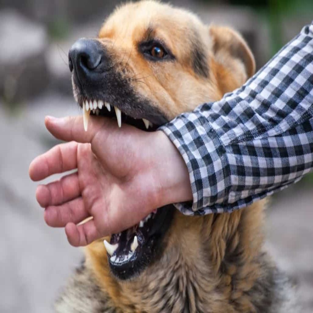 Dog Bite Law Firm | Grand Rapids Dog Bite Lawyer – Grand Rapids Dog